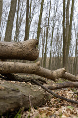Fallen trees in the forest