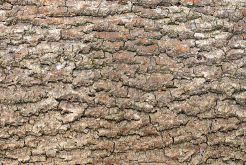 Tree bark on the trunk
