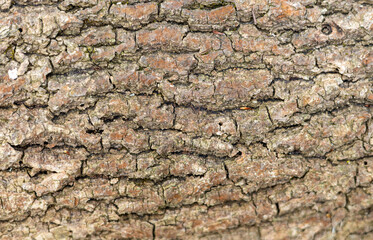 Tree bark on the trunk