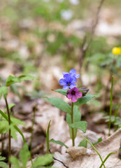 Fototapeta premium Blue flower in the spring forest