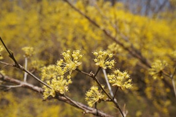 yellow forsythia flowers bloomed