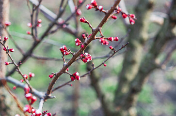 First signs of spring: apricot tree branches with tiny blooming buds