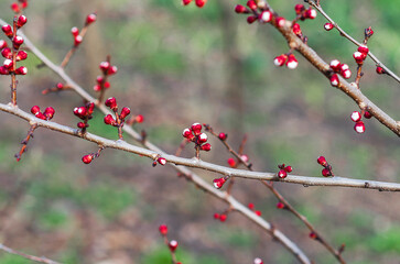 Nature rebirth: macro of fresh apricot blossoms emerging on tree twigs