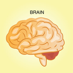 brain, illustration of body organs, for study materials
