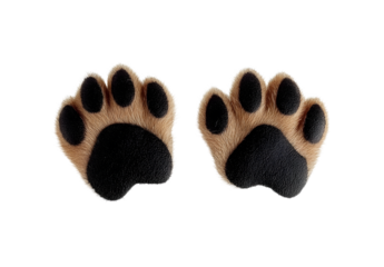 Dog paws