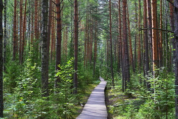 Walking path through the dense Kerzhensky pine forest