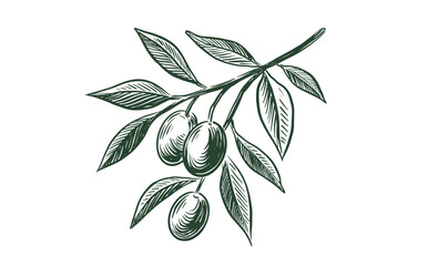 Olive branch sketch with olives and leaves