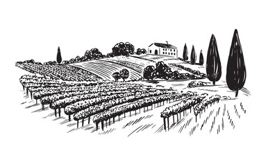 Vineyard landscape on white, hand drawn 
