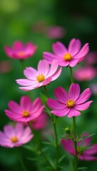 Fototapeta premium Delicate pink cosmos flowers in full bloom, vibrant against a lush green garden backdrop , sunlight, fresh