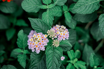 Chicken dung flowers (Tahi Ayam) that bloom along the streets in Jakarta bloom beautifully.