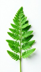 Single fern frond against plain white surface, color, plant