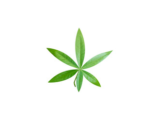 sterculia foetida or wild almond green leaves isolated on white background