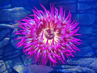 Fischfressende Seeanemone