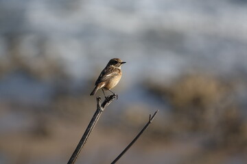 female European stonechat (Saxicola torquata)