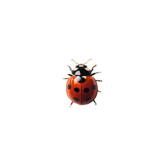 Ladybug isolated on white background