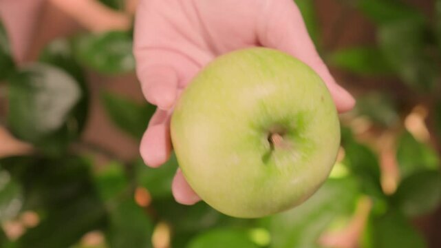Green apple in human hand showing fruit top view