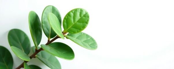 Fresh eucalyptus leaves isolated on white background, leafy, foliage, nature