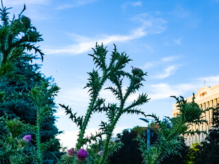 Onopordum acanthium, Cotton Thistle also known as Scotch Thistle against blue sky.