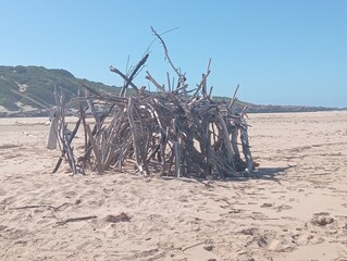 dead tree on the beach