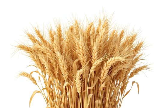 Celebrating Baisakhi Day Golden Wheat Harvest Festival on White Backdrop
