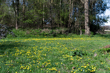 Obraz premium buttercups growing in the grass