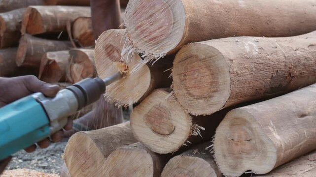 A stack of freshly cut teak wood logs are being drilled