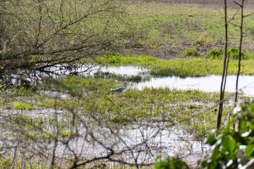 A gray herons look for food in a wetland. Hertfordshire UK