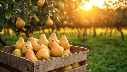 Crate overflowing with freshly picked pears in orchard