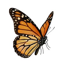 Fototapeta premium Black and orange viceroy butterfly isolated on white