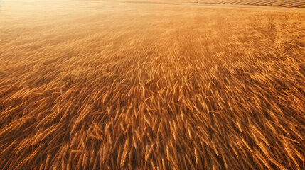 A wheat field at sunset.	
