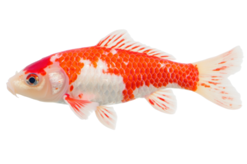 Vivid red and white koi fish swimming with vibrant scales, cut out