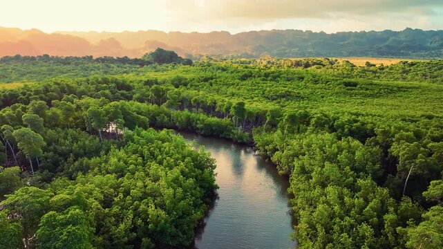 Evening landscape of untouched wild nature of Dominican Republic. Winding river in mangrove swamps of subtropical forest. National Natural Park in Central America. Ecotourism and travel in the tropics
