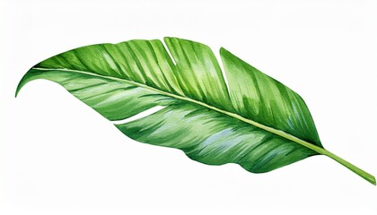 tropisch pflanze blatt wasserfarben isoliert auf weissen hintergrund freisteller
