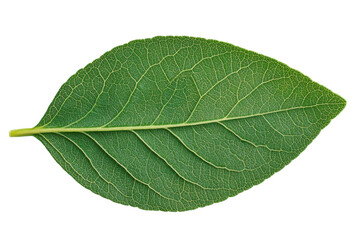 Obraz premium Close-up of vibrant green leaf with detailed veins on black background, cut out