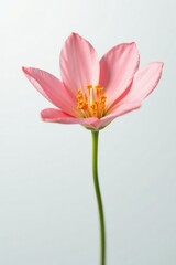 Fototapeta premium Delicate flower petal isolated on white background, solitary, minimalistic