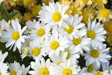 white Common daisy beautiful flowers with blur green background in garden, White beautiful daisies on a field in green grass, Oxeye daisy, Leucanthemum vulgare, Daisies, Dox-eye, Dog daisy in nature