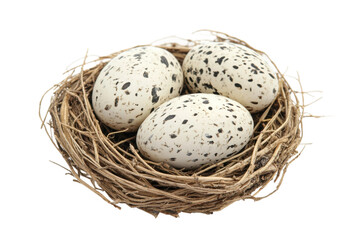 Obraz premium Speckled eggs in bird nest on white background, cut out