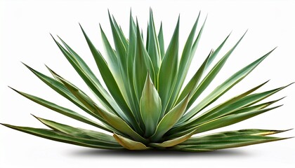agave plant isolated on white background