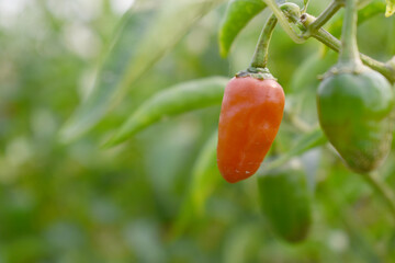 fresh red chili vegetable on plant closeup, chili plants in organic farming, Chilies closeup in...