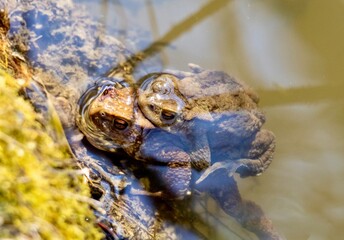 Old and young frog