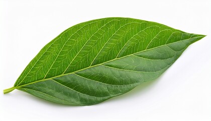 Obraz premium gymnema inodorum leaf isolated on white background tropical herb