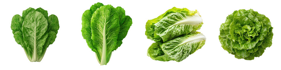 Obraz premium Various types of fresh green lettuce vegetables