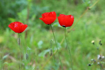 Obraz premium red field poppies in the city park
