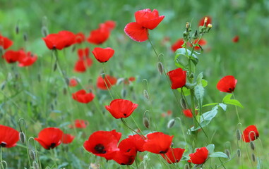Obraz premium red field poppies in the city park
