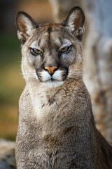Cougar (Felis Concolor) american puma detail portrait