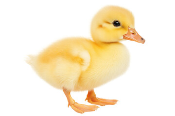 Fototapeta premium Fluffy yellow duckling standing side view with bright eyes and orange beak, cut out
