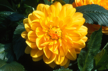 Dahlia Décoratif 'Odyssée'