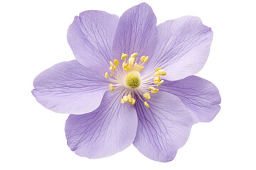 Delicate Purple Flower with Yellow Center with white background