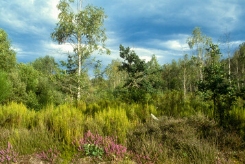Obraz premium bouleau vérruqueux, Erica tetralix, Bruyère tétragone, Sologne, 41, Loir et Cher, région Centre Val de Loire, France
