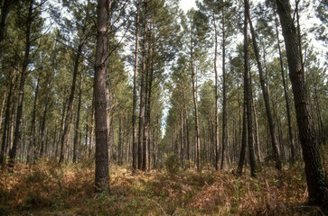 Obraz premium Pin maritime, Pin de Bordeaux, Pin des Landes, Pinus pinaster Soland, Foret Landaise, 40, Landes, France